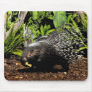 Search for habitat mousepads Wildlife