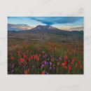 Search for dirt road postcards Wildflower