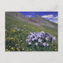 Search for blue wildflower postcards Green