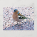 Search for ornithology postcards Nature