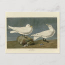 Search for gull postcards Illustration