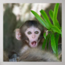 Search for macaque posters Animals in the wild