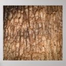 Search for bark posters Tree