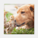 Search for barn animals magnets Ranch