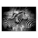 Search for black white zebra postcards Herd