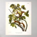 Search for squirrel picture art Illustration