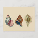 Search for shells postcards Illustration