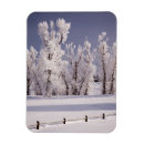 Search for colorado magnets Winter