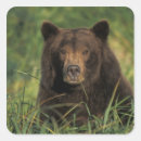 Search for grizzly bear stickers Portrait