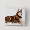 Search for huskies badges Alaskan malamute