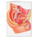 Search for reproductive system Reproduction