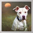 Search for pitbull posters White