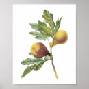 Search for ficus posters Fruit