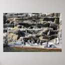 Search for penguin posters Cool