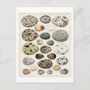 Search for bird eggs postcards Birds