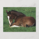 Search for warmblood Bob langrish