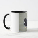 Search for black swan mugs Nature