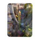 Search for geckos magnets Lizard
