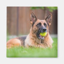 Search for fetch magnets Animal
