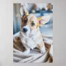 Search for animal head posters Dog