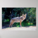 Search for latrans Dog