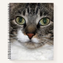 Search for cat face photography Tabby