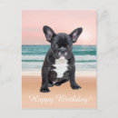 Search for cute sun postcards Pet