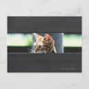 Search for ocicat Concentration
