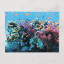 Search for coral photography Tropical fish