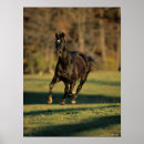 Search for horse breed posters Thoroughbred