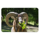 Search for ram magnets Nature