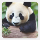 Search for cuddly bear stickers China
