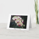 Search for orchid cards Phalaenopsis