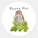 Search for little owl stickers Animals