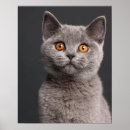Search for british shorthair cat art Feline