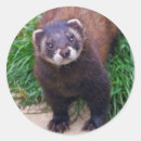 Search for polecat stickers Ferret