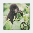 Search for gorilla magnets Africa