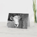 Search for black sheeps cards Cute