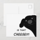 Search for newfoundland dog postcards Newfie