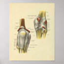 Search for ligament Anatomy