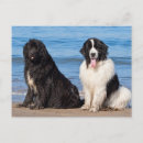 Search for newfoundland dog postcards Black and white