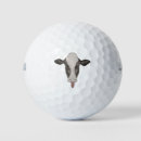 Search for cow golf balls Cattle