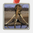 Search for wild one christmas tree decorations Nature