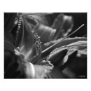 Search for white lily posters Nature photography