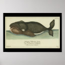 Search for bowhead whale Sea