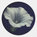 Search for morning glory stickers Flower