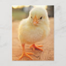 Search for chick 1 postcards Animal