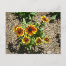Search for black eyed susans postcards Pretty