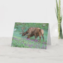 Search for bull elk cards Gordon illg