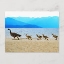 Search for patrol postcards Nature